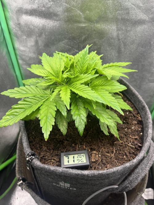 Bruce Lemon Diesel Photoperiod. Week 3 - I took the stressed looking leaves