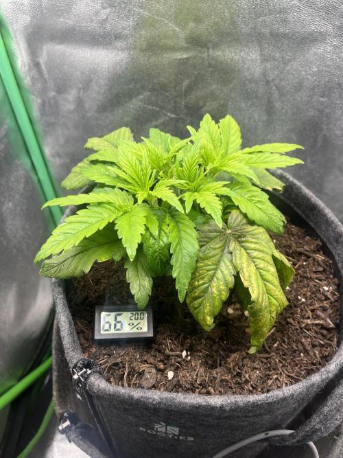 Bruce Lemon Diesel. Week 3