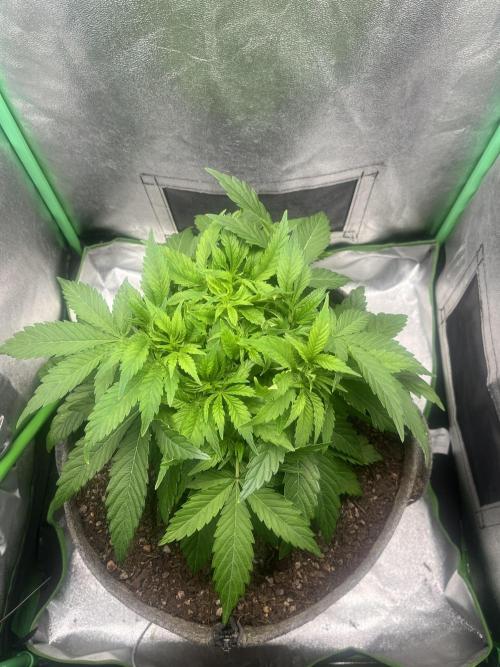 Bruce Lemon Diesel Photoperiod. Week 5