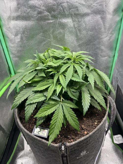 Bruce Lemon Diesel Photoperiod. Week 5