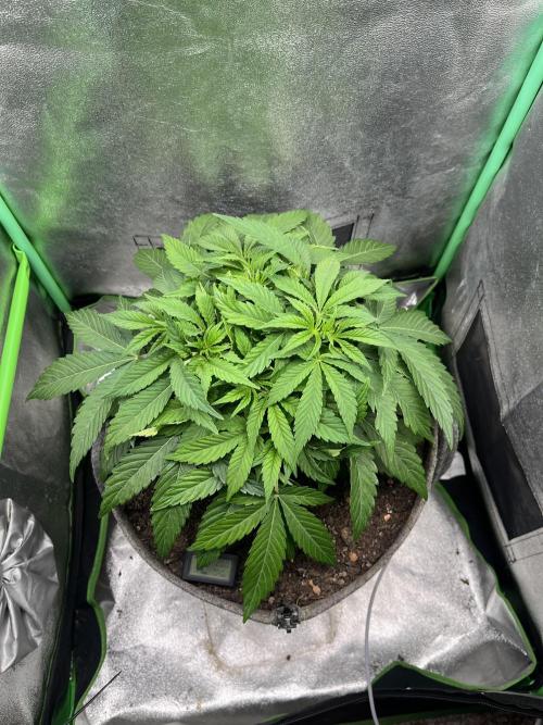 Bruce Lemon Diesel. Week 5