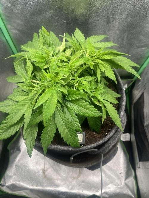 Bruce Lemon Diesel Photoperiod. Week 4