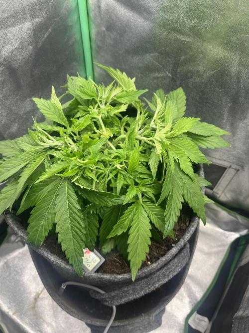 Bruce Lemon Diesel. Week 4