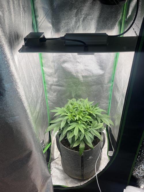 Bruce Lemon Diesel Photoperiod. Week 6