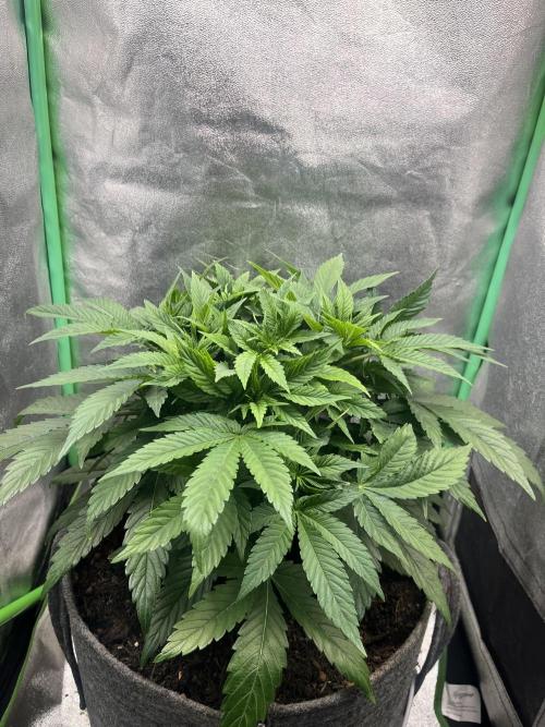 Bruce Lemon Diesel Photoperiod. Week 6