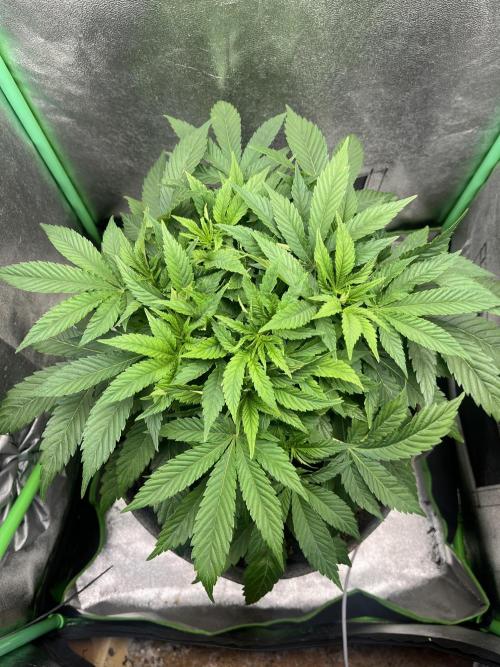 Bruce Lemon Diesel Photoperiod. Week 6