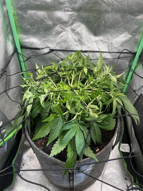 Bruce Lemon Diesel. Week 6