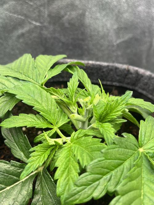 Bruce Lemon Diesel Photoperiod. Week 2