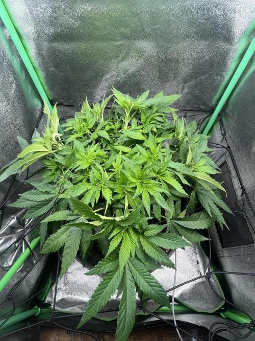 Bruce Lemon Diesel Photoperiod. Week 7
