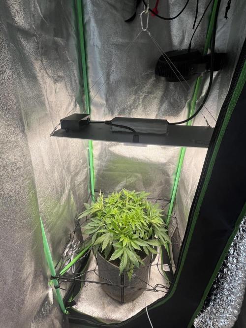 Bruce Lemon Diesel. Week 7