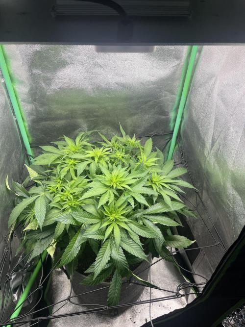 Bruce Lemon Diesel Photoperiod. Week 8