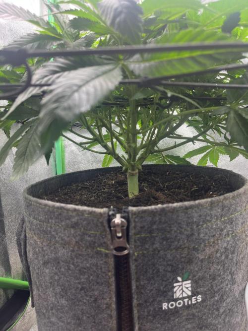 Bruce Lemon Diesel Photoperiod. Week 8