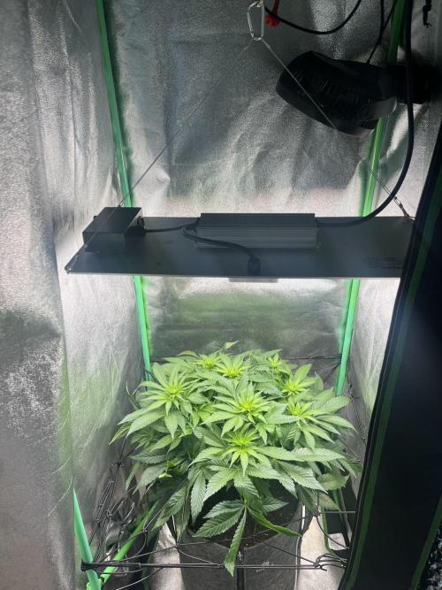 Bruce Lemon Diesel Photoperiod. Week 8