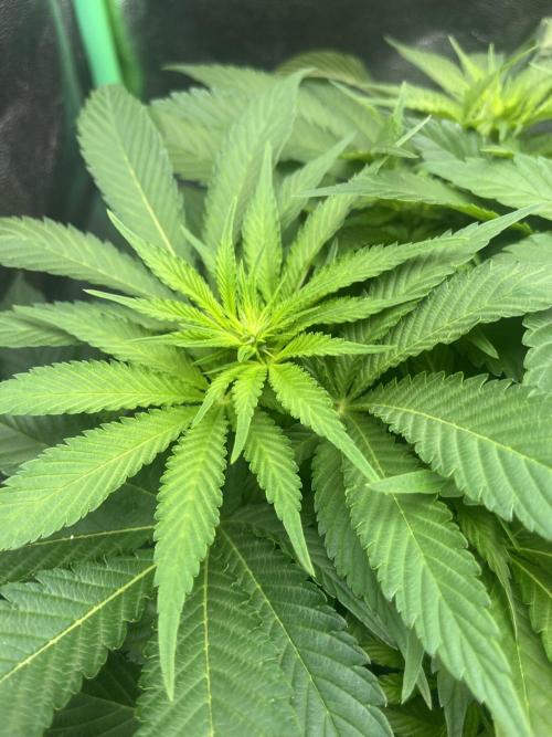 Bruce Lemon Diesel Photoperiod. Week 8