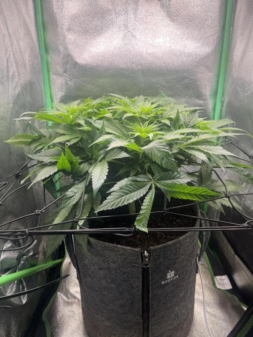 Bruce Lemon Diesel Photoperiod. Week 8
