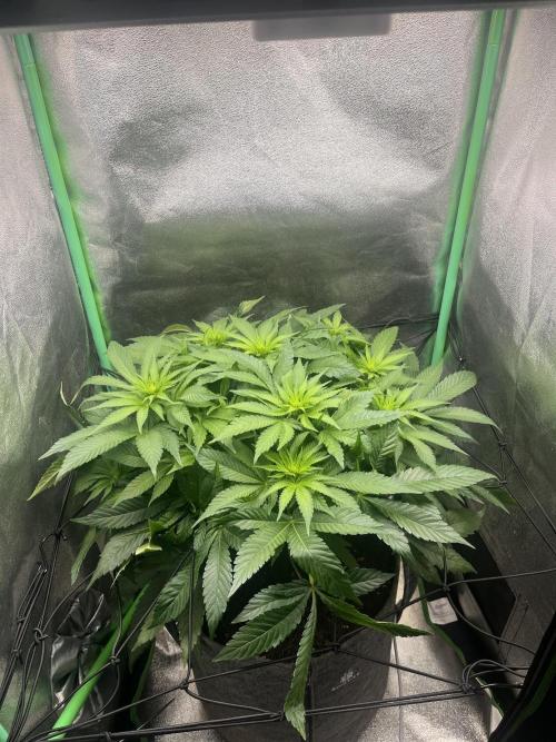 Bruce Lemon Diesel Photoperiod. Week 8