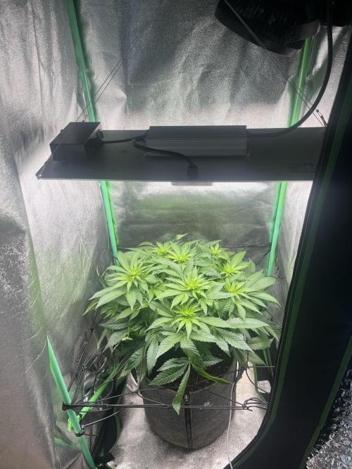 Bruce Lemon Diesel Photoperiod. Week 8