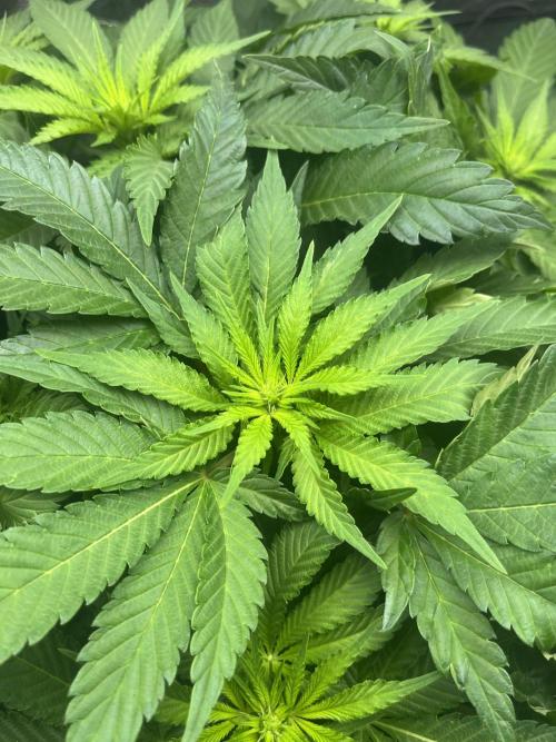 Bruce Lemon Diesel. Week 8