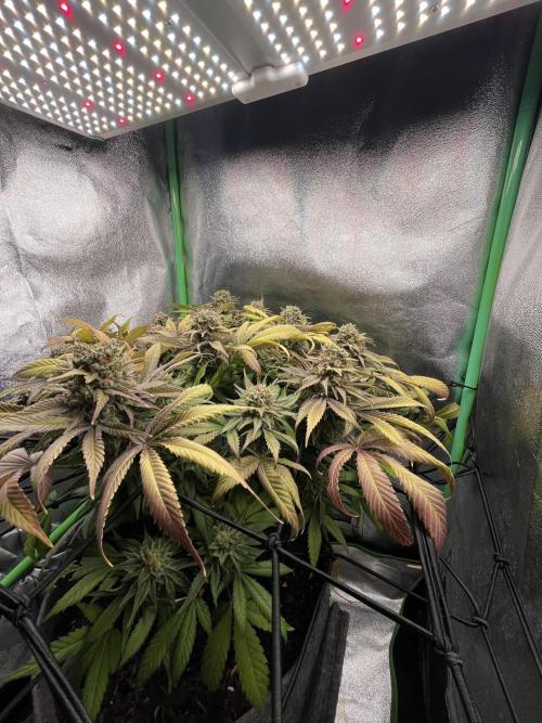 Bruce Lemon Diesel Photoperiod. Week 14