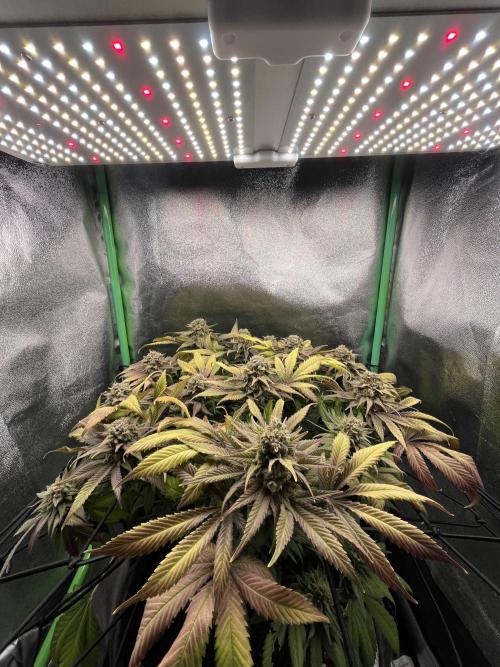 Bruce Lemon Diesel Photoperiod. Week 14