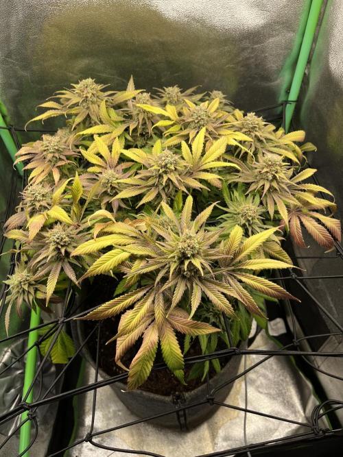 Bruce Lemon Diesel Photoperiod. Week 14