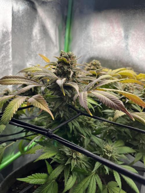 Bruce Lemon Diesel Photoperiod. Week 14