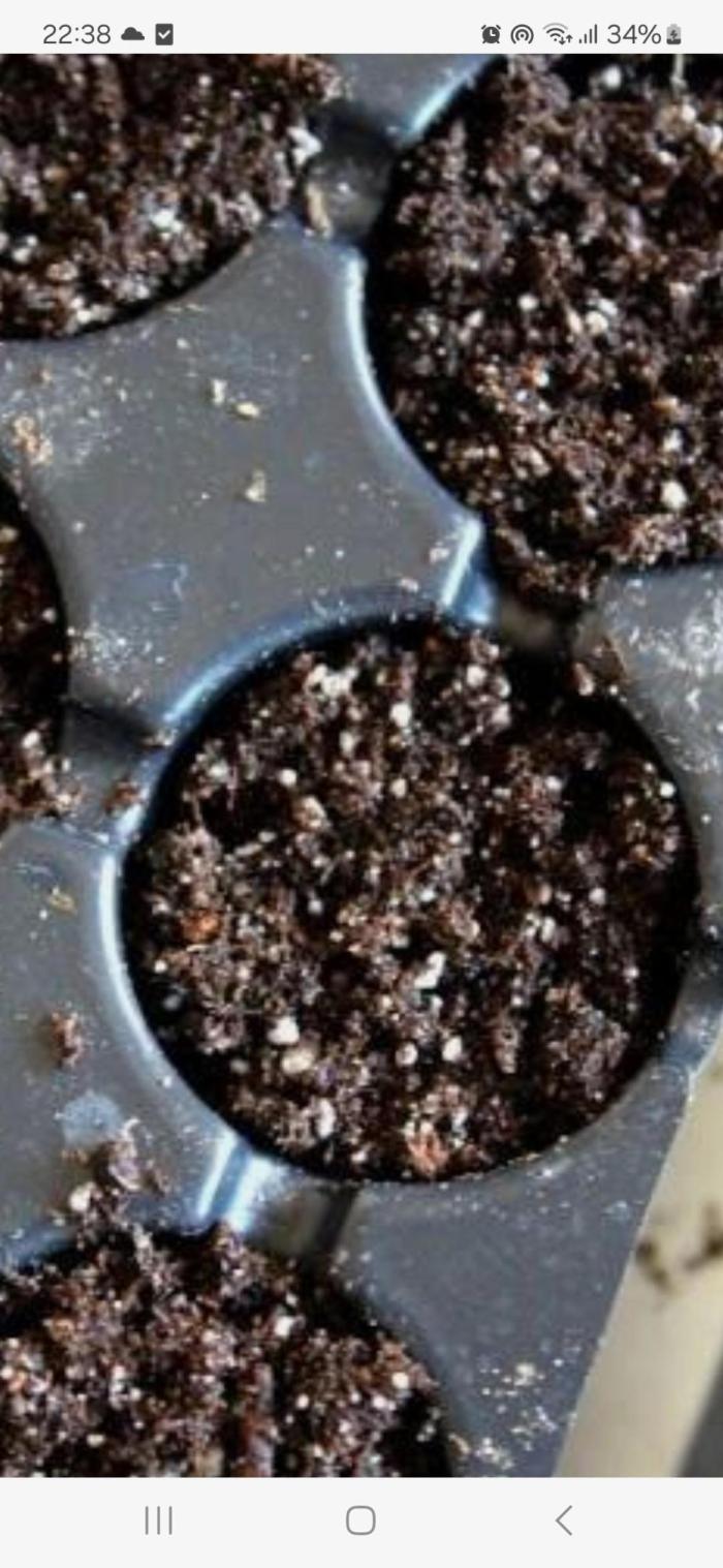 Super Sativa Seed Club. Week 0 - Direct into media for germination