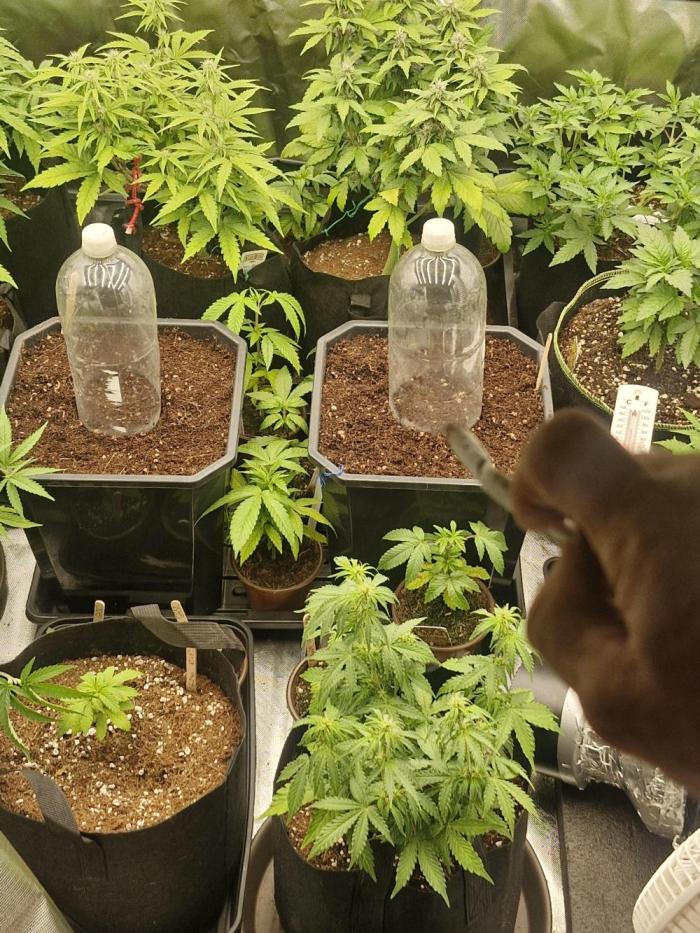 Super Sativa Seed Club. Week 1 - Shes in the pot on the left with the bottle.top