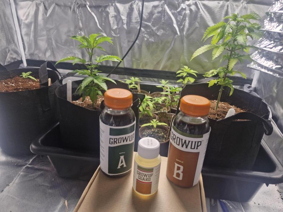 Super Sativa Seed Club. Week 2 - Ive changed her pot before she too to fully rooting in her old pot, no stress si