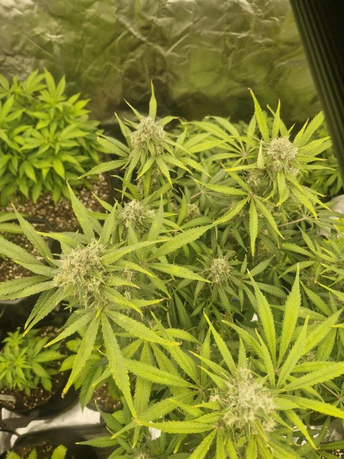 Super Sativa Seed Club. Week 4 - She is the smaller one to the left in preflower