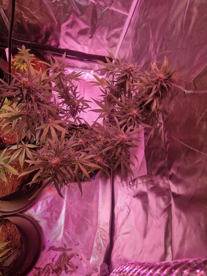 Super Sativa Seed Club. Week 5 - Alongside another Auto i have in By @SSSC 