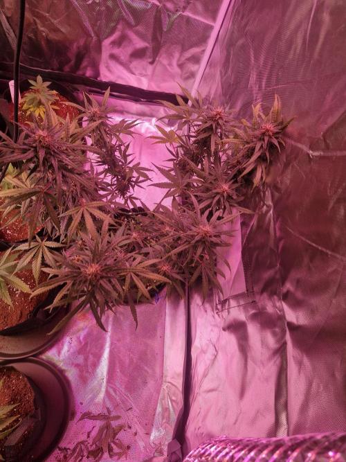 Auto Sweet Bourbon Kush. Week 5