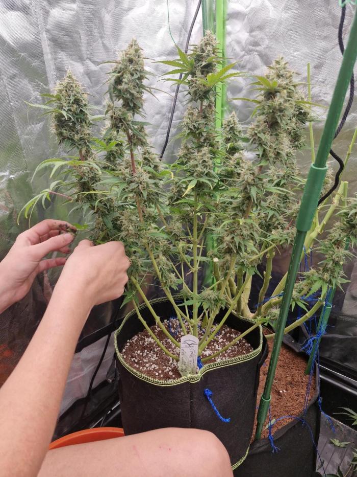 Super Sativa Seed Club. Week 7 - Missed week 6 due to going on holiday