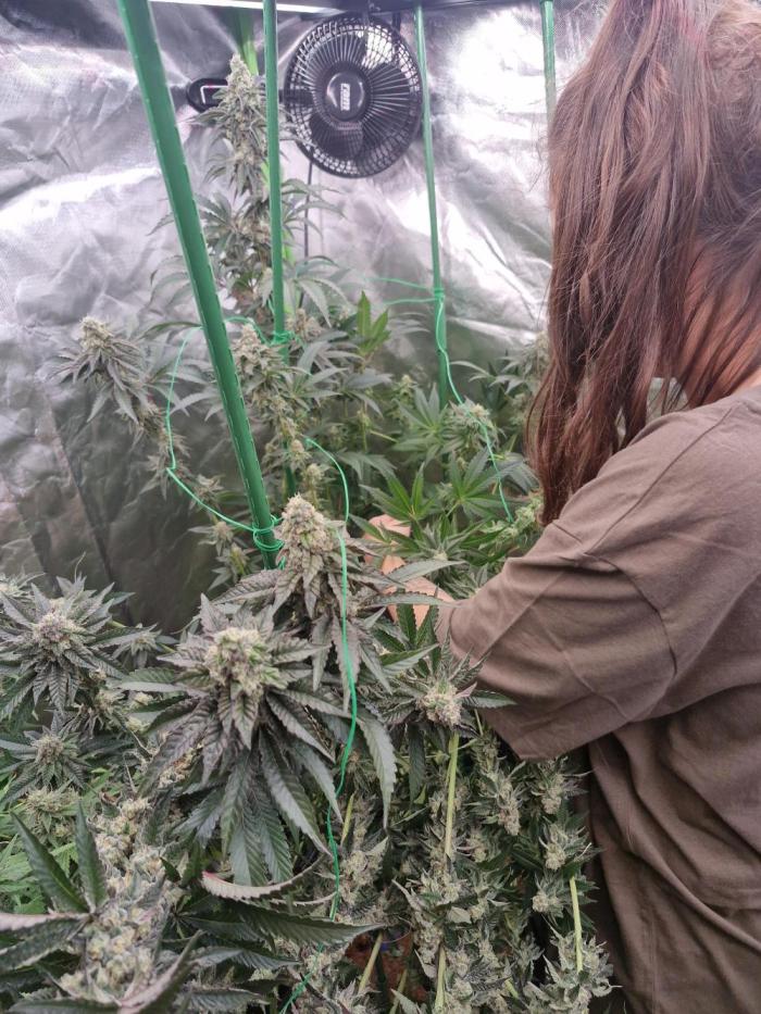 Super Sativa Seed Club. Week 8