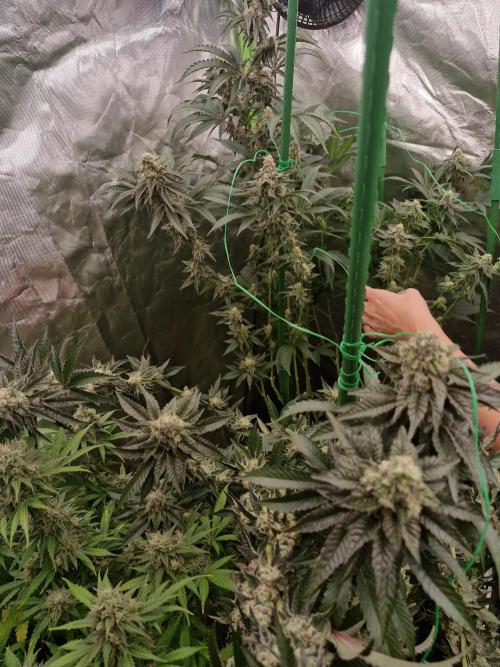 Super Sativa Seed Club. Week 9