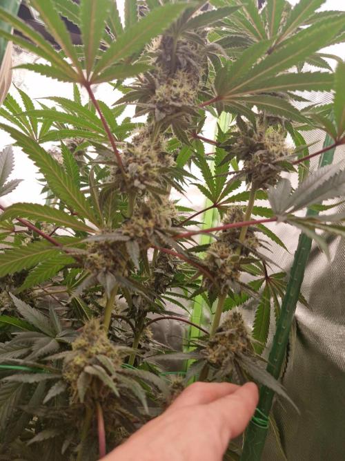 Super Sativa Seed Club. Week 9