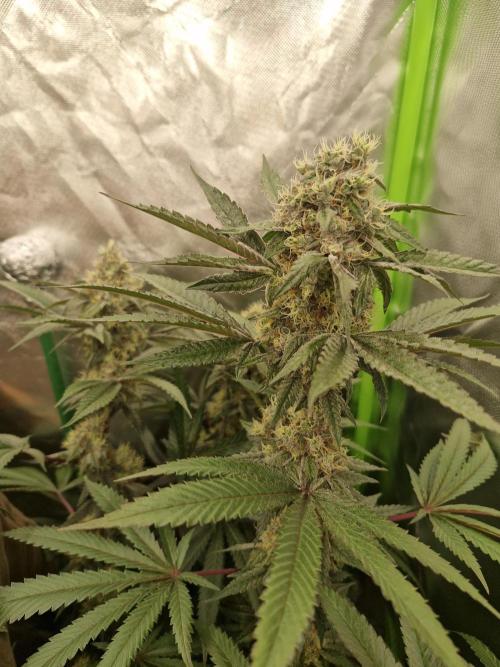 Super Sativa Seed Club. Week 9