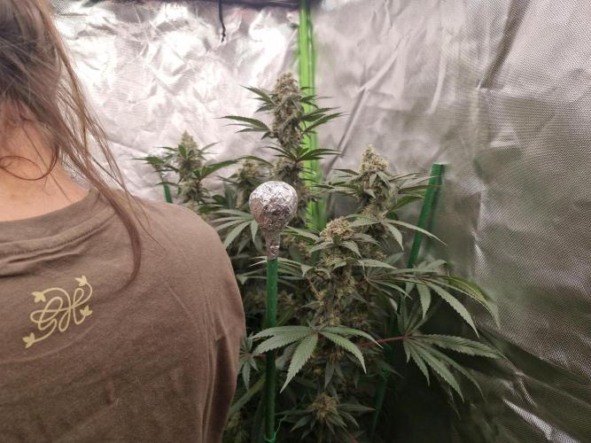 Super Sativa Seed Club. Week 9