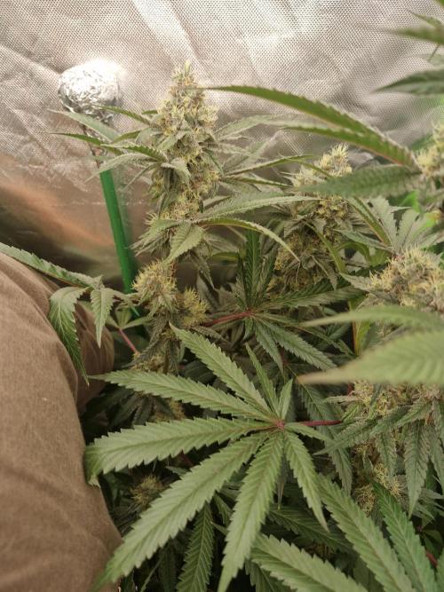 Super Sativa Seed Club. Week 9
