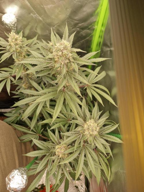 Super Sativa Seed Club. Week 9