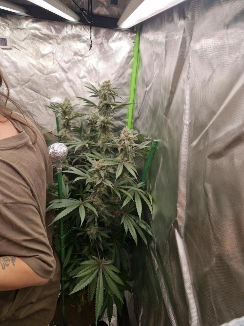 Super Sativa Seed Club. Week 9