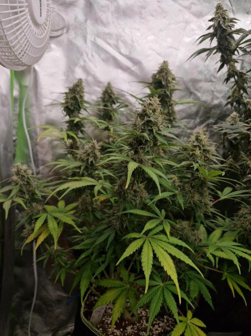 Super Sativa Seed Club. Week 10