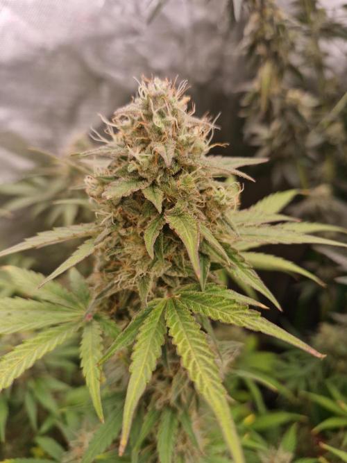 Super Sativa Seed Club. Week 10