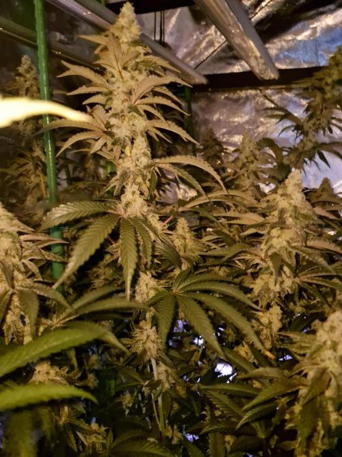 Super Sativa Seed Club. Week 10