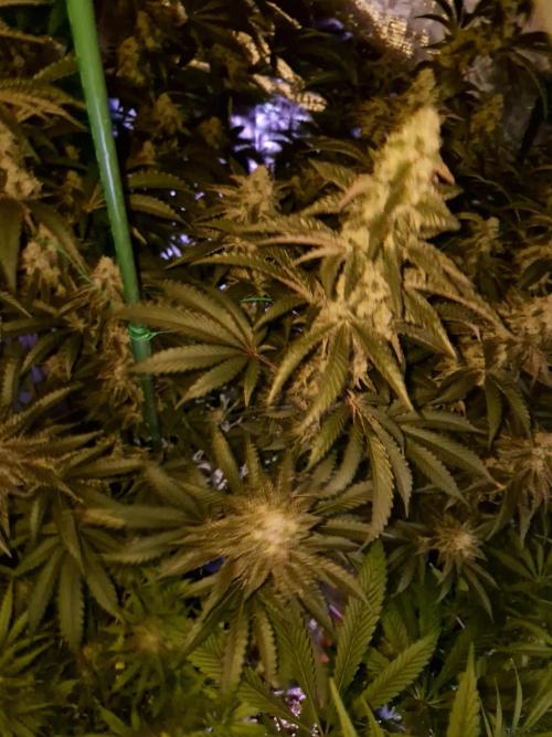 Super Sativa Seed Club. Week 10
