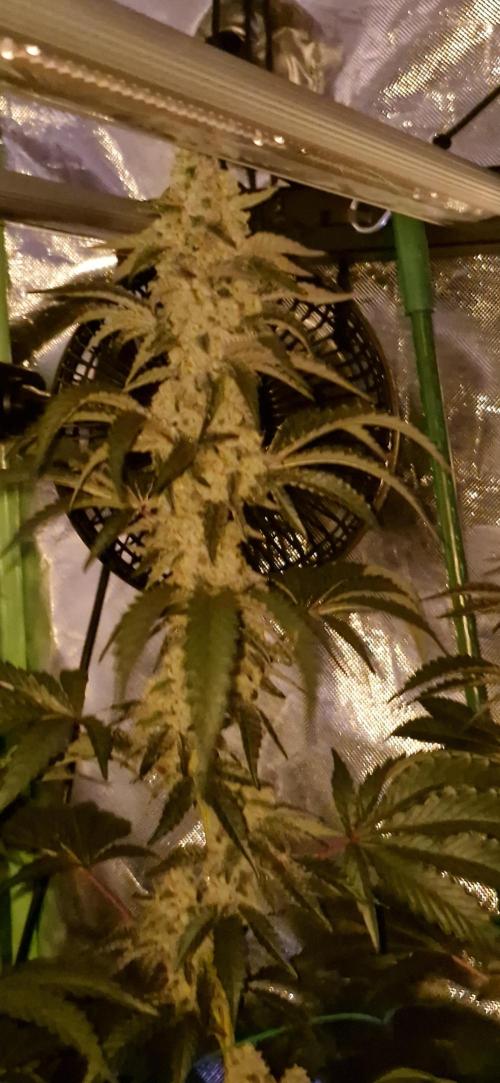 Super Sativa Seed Club. Week 10