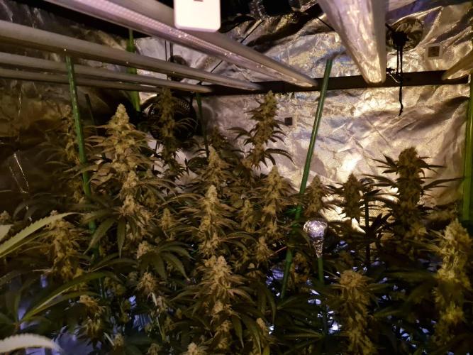 Super Sativa Seed Club. Week 10