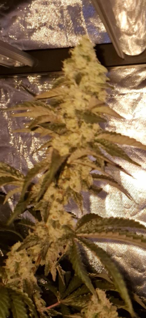 Super Sativa Seed Club. Week 10