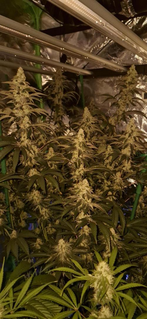 Super Sativa Seed Club. Week 10