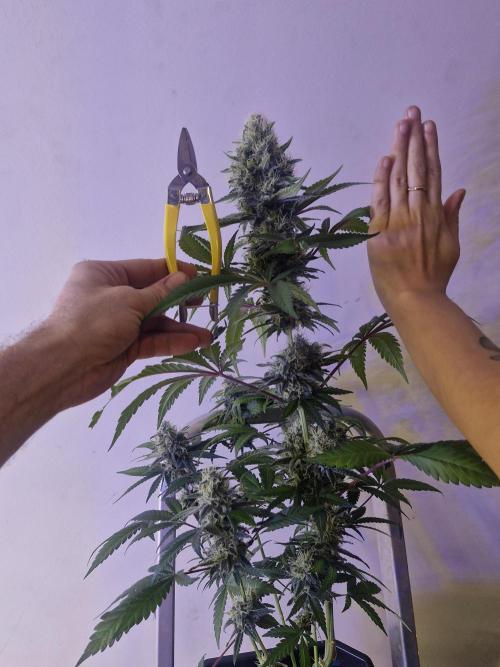 Super Sativa Seed Club. Week 12